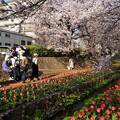 写真: 桜競演