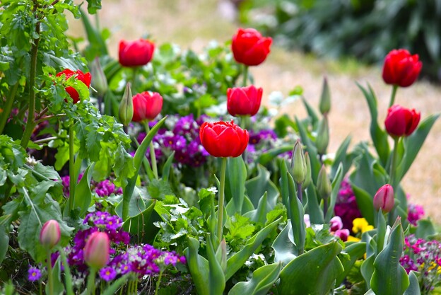 写真: 春を彩る「花の丘道」