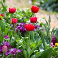 春を彩る「花の丘道」