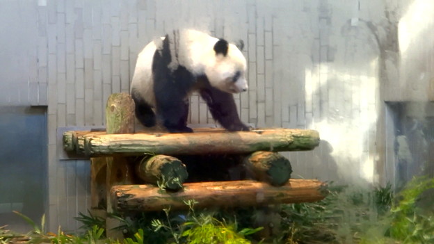 Photos: 上野動物園 シャンシャン