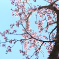 写真: 桜丸”