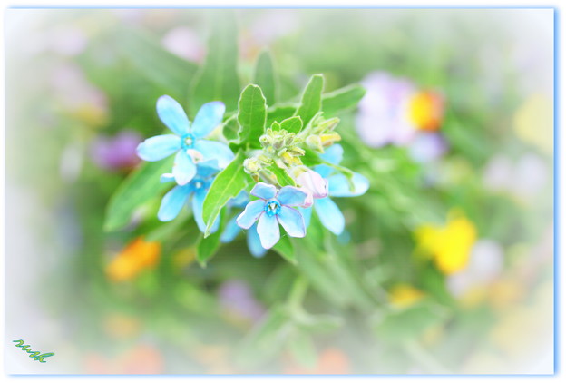 写真: お花のパレット