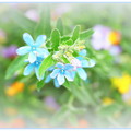 写真: お花のパレット