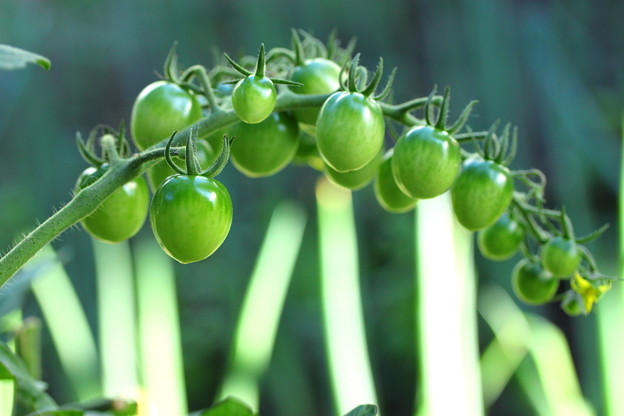 写真: 緑のミニトマト