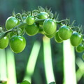 緑のミニトマト