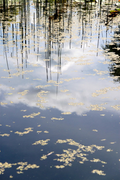 写真: 池の中の雲