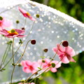 写真: 雨傘とシュウメイ菊 004