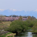 写真: 山脈と桜