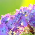 写真: 紫に染まる水滴