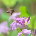 写真: ハナダイコンとミツバチ