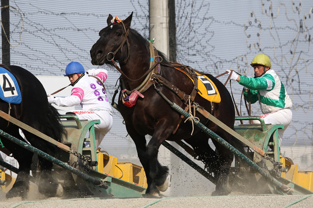 写真: ホクセイゼイ レース（21/03/13・1R）