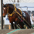写真: アカフジ レース（21/05/09・6R）