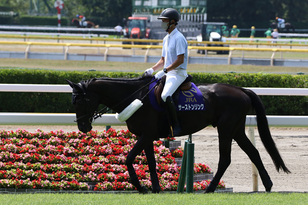 写真: 新潟競馬場 誘導馬・サーストンリンク_1（21/07/31）