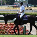 写真: 新潟競馬場 誘導馬・サーストンリンク_1（21/07/31）
