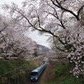 Photos: s25_山北の桜と御殿場線2M特急ふじさん2号小田急MSE_t