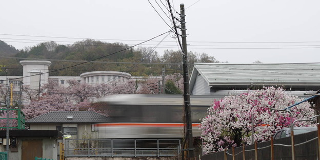 写真: s11_身延線と市川小学校付近の桜_t