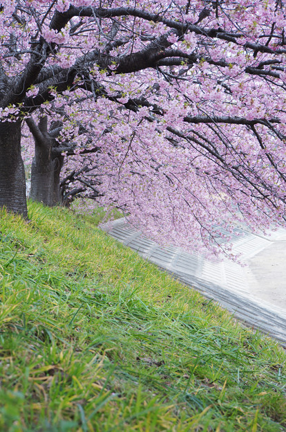 写真: 葵の桜