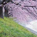 写真: 葵の桜