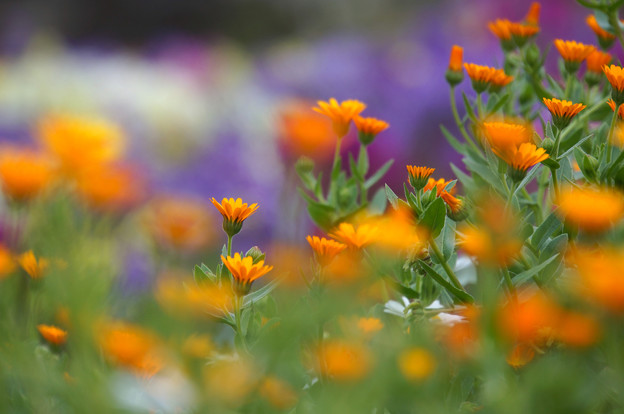 写真: 春の花壇