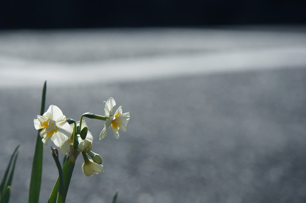 写真: 路傍の春