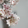 写真: 路側帯の桜