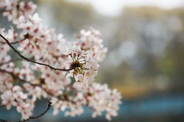 写真: 春の花