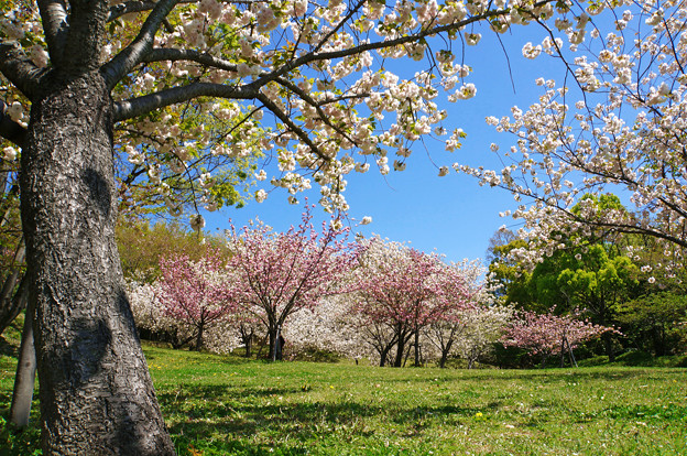 写真: 桜の園