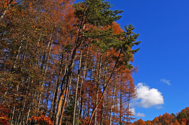 写真: 秋の林