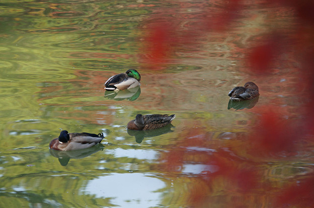 写真: 池の鴨