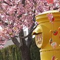 写真: 桜とポスト