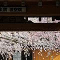 写真: 桜の窓