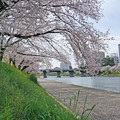 写真: 桜天蓋