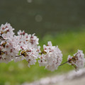 写真: 春一枝