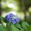 写真: 木漏れ日と紫陽花