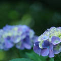 写真: 青ざめた紫陽花