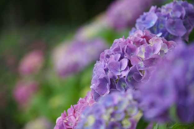 写真: 紫陽花もこもこ