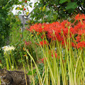 写真: 猫と彼岸花