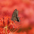 写真: 彼岸花とアゲハ蝶