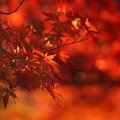 Photos: 赤い秋