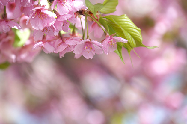 写真: 桜色
