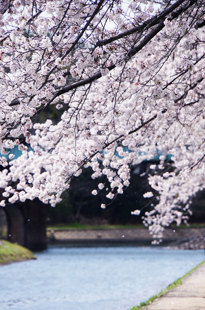 写真: 去年の桜