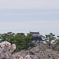 写真: 桜と岡崎城