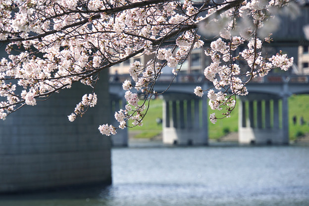 写真: 水辺の桜