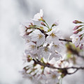 写真: 桜ひと枝