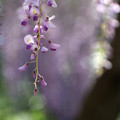 写真: 藤の花