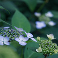 Photos: 庭の紫陽花