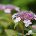 写真: 甘茶の紫陽花