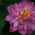 写真: 八重咲きの蓮