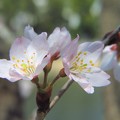 写真: 大池桜開花宣言