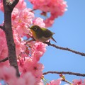 写真: 陽光桜とメジロ